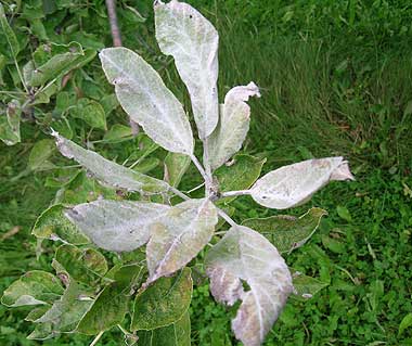 سفیدک حقیقی سیب