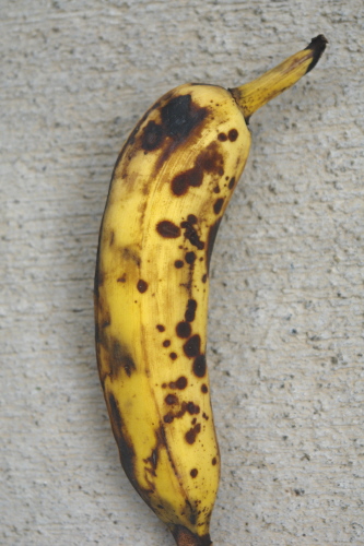 آنتراکنوز موز