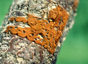 بیماری فتیله نارنجی (دارخور)