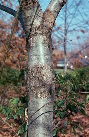 بیماری شانكر انجیر