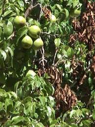 آتشک سیب و گلابی