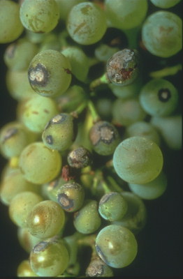 آنتراكنوز مو ( انگور )