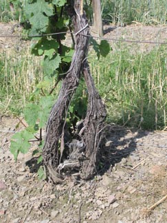 سرطان طوقه‌ی مو ( انگور )