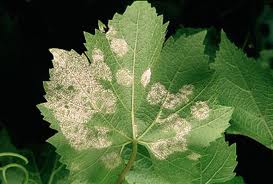 سفیدك داخلی(كركی، كاذب) مو