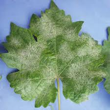 بیماری لكه زیتونی مو 