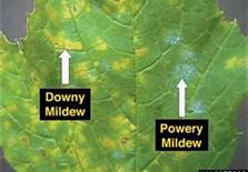 سفیدك پودری انگور (سیاه بور)