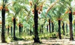 بیماری پوسیدگی گل‌آذین خرما