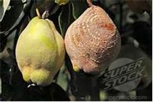 مومیایی درختان میوه