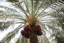 عارضه خشکیدگی خوشه خرما (پژمردگی میوه)