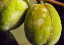 سفیدك پودری هلو و شلیل