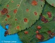 لكه آجری برگ بادام و لكه قرمز برگ آلو