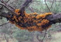 زنگ دانه دار