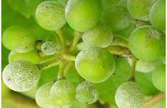 لكه غربالی درختان هسته دار