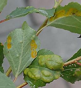 پیچیدگی برگ هلو و شلیل