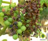 پوسیدگی انگور