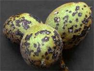 آنتراکنوز در گردو