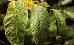 آنتراکنوز گردو