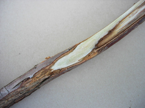 پژمردگی شاخه‌ ی گردو