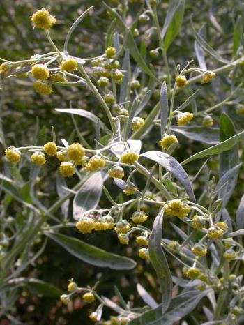 گیاه دارویی افسنطین