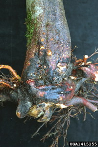 بیماریهای درختان زیتون