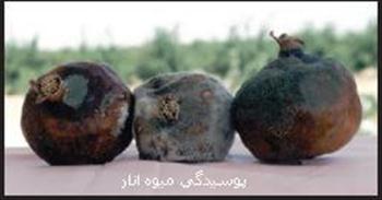 پوسیدگی میوه انار