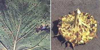 لکه موجی آفتابگردان