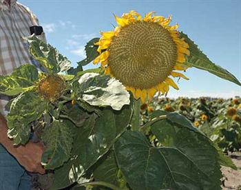 sunflower target spot