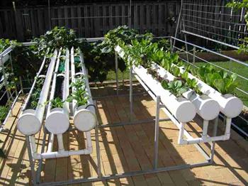 کشت هیدروپونیك