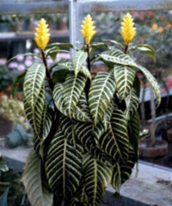 گل آفلاندرا