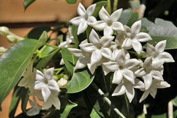 یاس فرنگی