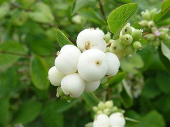گل مروارید