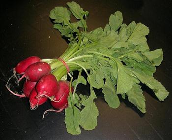 ترب یا تربچه