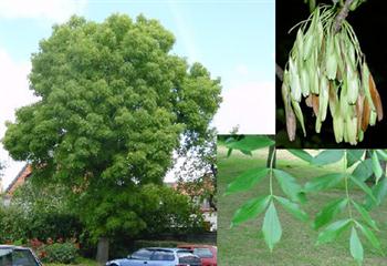 زبان گنجشگ یا ون