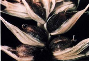 سیاهک پنهان گندم