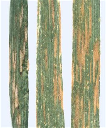 سپتوریای برگ گندم