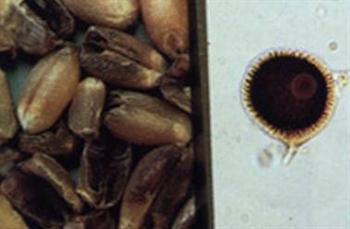 سیاهک ناقص