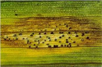 سپتوریای سنبله گندم