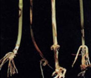 پاخوره گندم