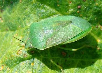 سن سبز پنبه