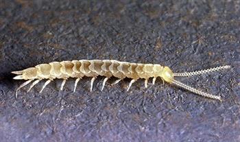 سیمفیلای باغی