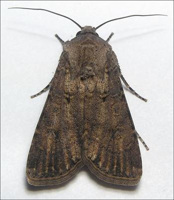 كرم طوقه بر یا شب پره زمستانی