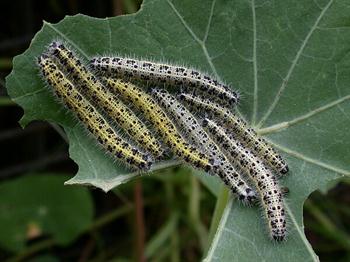 سفیده بزرگ كلم 