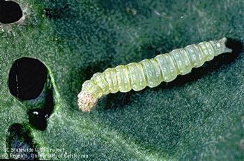 پروانه بید كلم