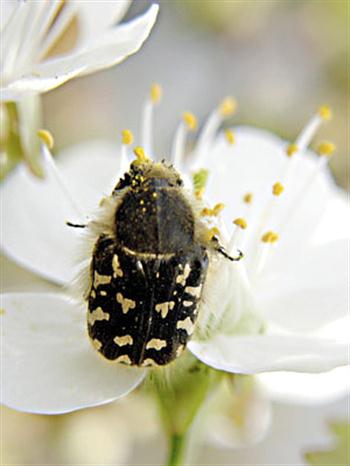 سوسك گلخوار بور