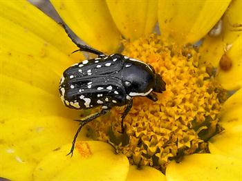 سوسك گل خوار سیاه