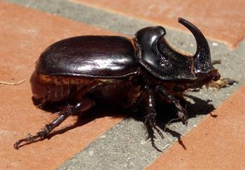 سوسک کرگدنی خرما