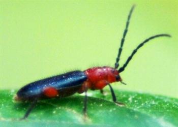 سوسک چوب خوار خرما