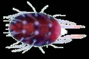 کنه آرد آلود خرما