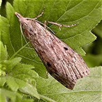 کرم میوه خوار خرما