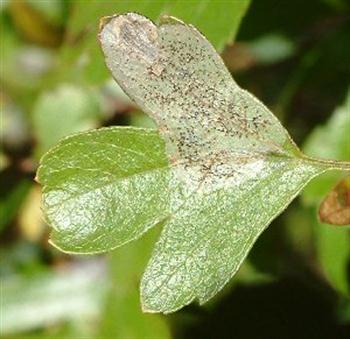 کنه تاولی گلابی